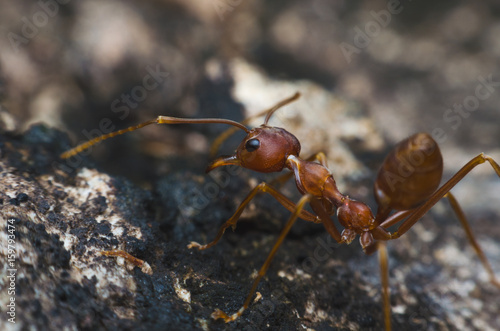 back view of red ant standing on tree bark. © thithawat