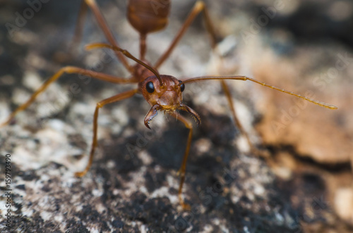 red ant opening the mouth show the fang on tree bark. © thithawat