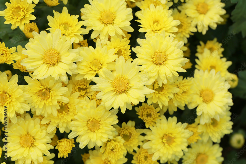 Fresh yellow Chrysanthemum flower in the garden. Fresh yellow Chrysanthemum flower in the garden.
