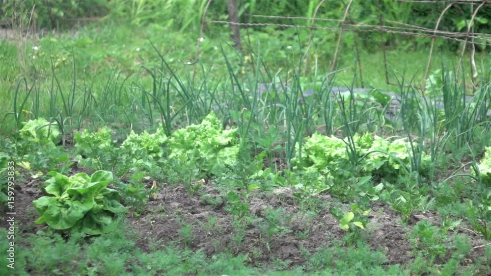 High quality video of watering vegetable garden in real 1080p slow motion 250fps High quality video of watering vegetable garden in real 1080p slow motion 250fps