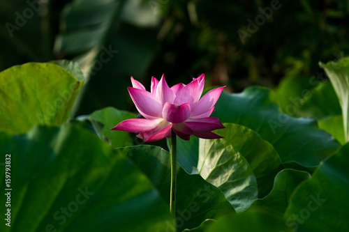 pink lotus flower