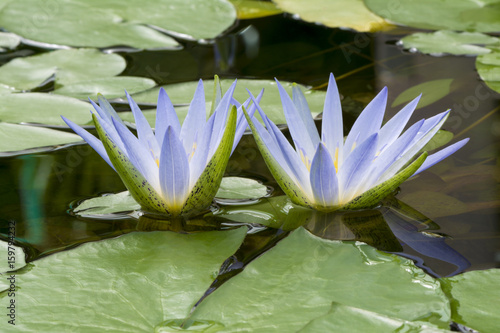 Blue Lotus of Egypt, Nymphaea Caerulea Waterlilies photo