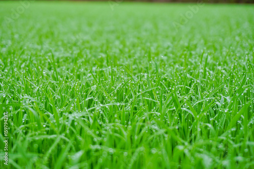Wallpaper Mural Fresh Grass With Dew Drops Torontodigital.ca