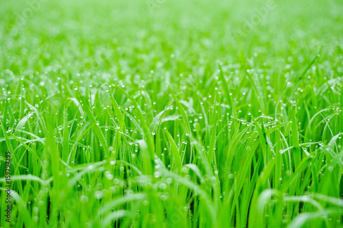 Green grass