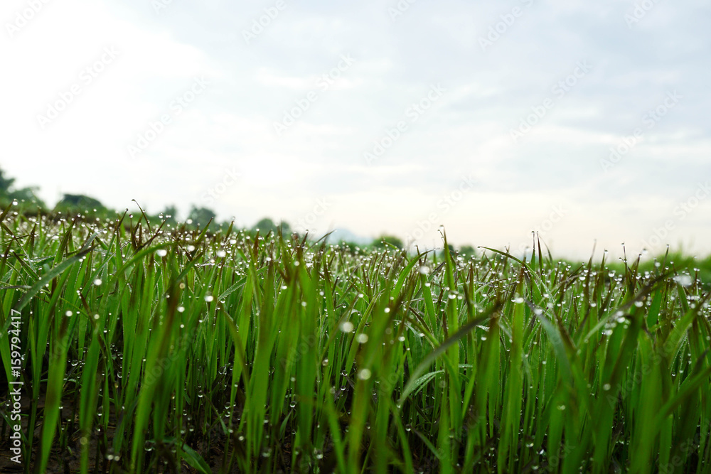 Fresh green grass with dew drops closeup. Nature Background Fresh green grass with dew drops closeup. Nature Background