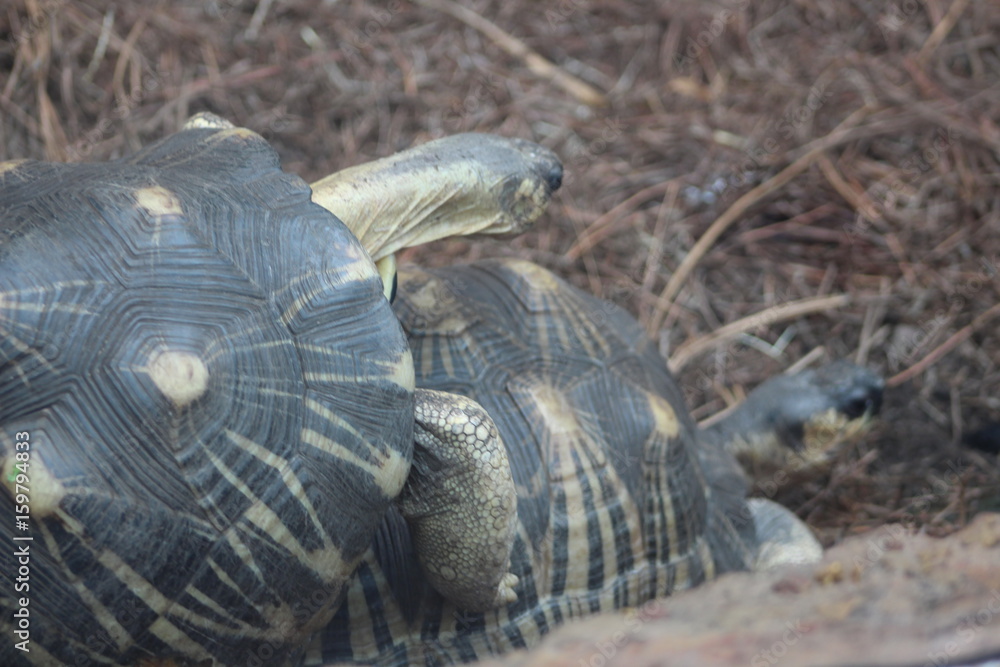 Fototapeta premium Turtle