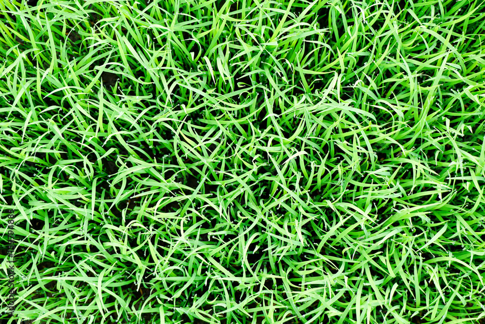 Green grass natural background. Top view (grass) Green grass natural background. Top view (grass)