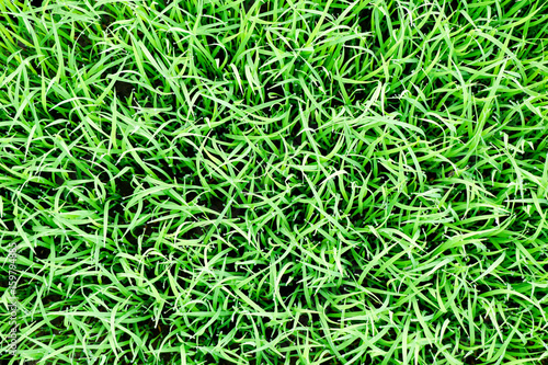 Green grass natural background. Top view (grass)