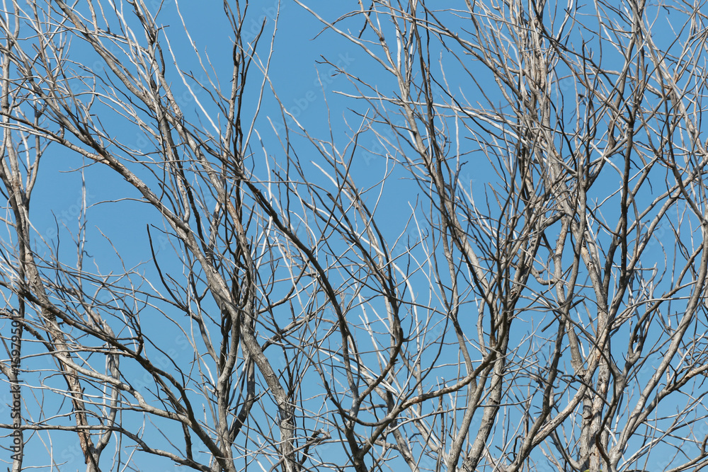Branches of dead trees. Branches of dead trees.