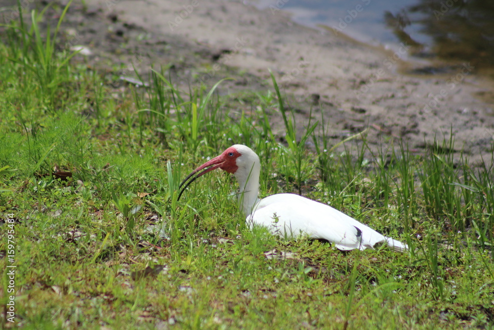 Obraz premium Bird
