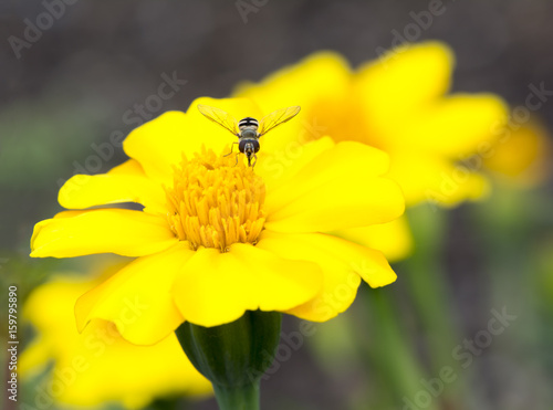 Yellow and Orange Marigold Flowers and Hoverfly