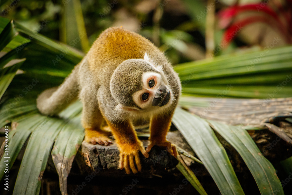 Fototapeta premium Śmieszne spojrzenie małpy wiewiórki w lesie deszczowym w Ekwadorze