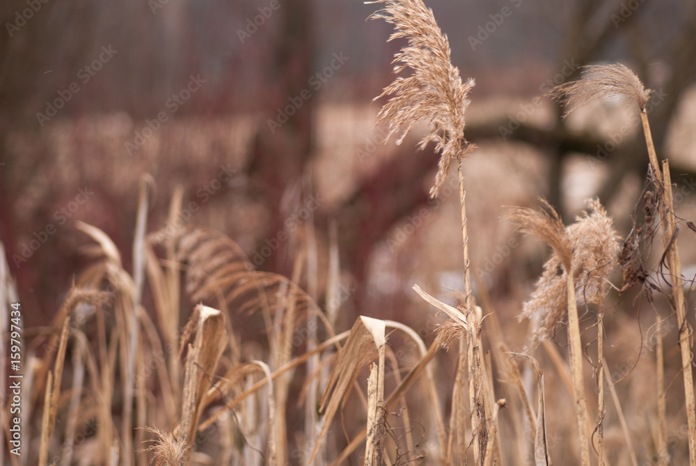 Fototapeta premium Winter background of frosty grass at the sunset with copy space