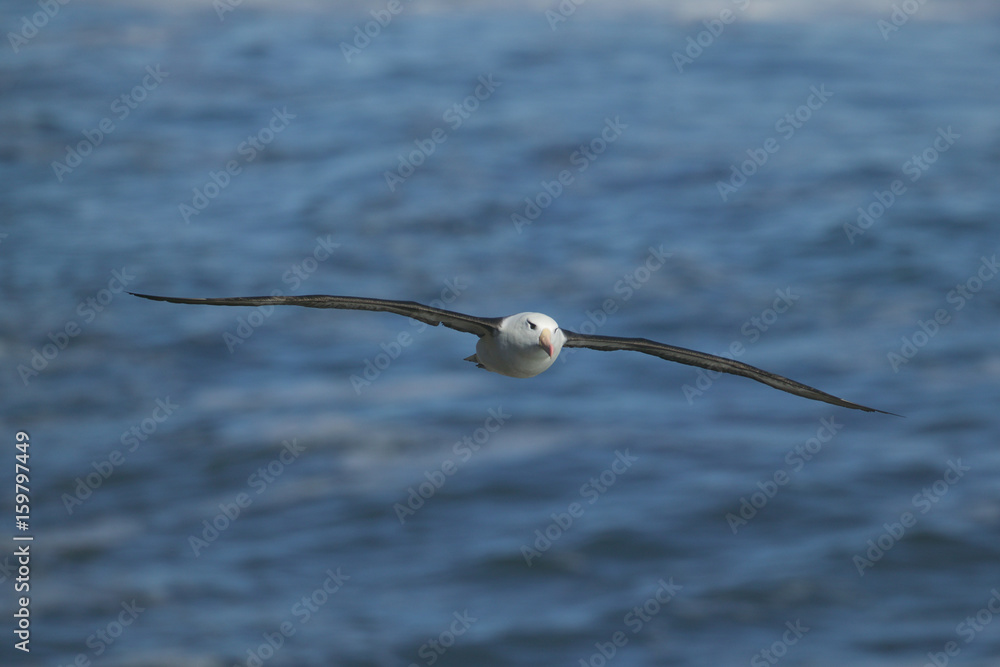 Black-browed Albatross (Thalassarche melanophris) Black-browed Albatross (Thalassarche melanophris)