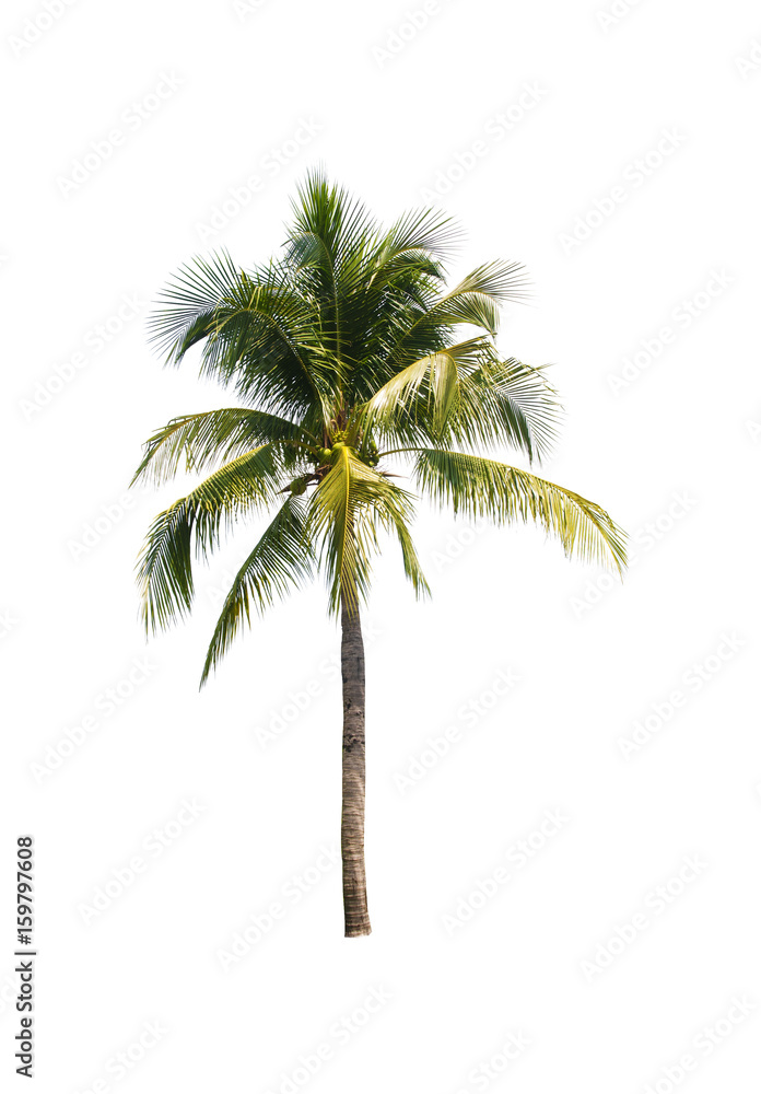 Coconut tree on white background
Coconut tree on white background