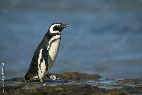 Magellanic Penguin  Spheniscus magellanicus 