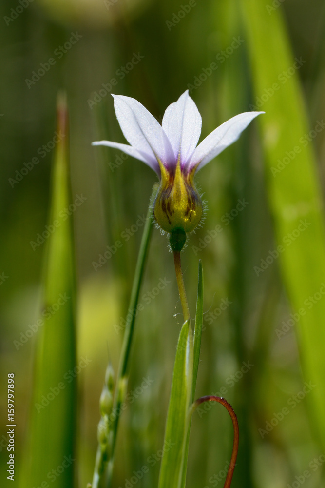 A tiny flower of annual blue-eyed grass. A tiny flower of annual blue-eyed grass.
