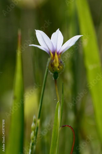 A tiny flower of annual blue-eyed grass.
