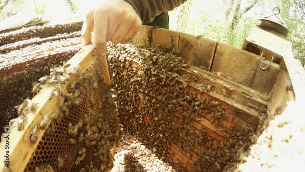 From Opened Hive Full of Bees Hands Take Frame For Honeycombs From Opened Hive Full of Bees Hands Take Frame For Honeycombs