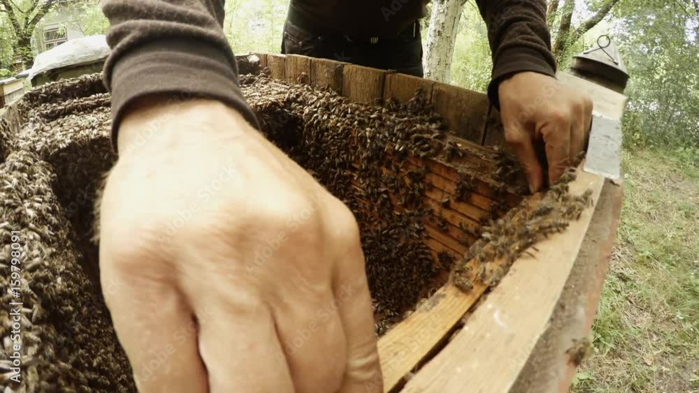 Beemaster Sets up Frame in Hive Inside Swarm Bees Beemaster Sets up Frame in Hive Inside Swarm Bees