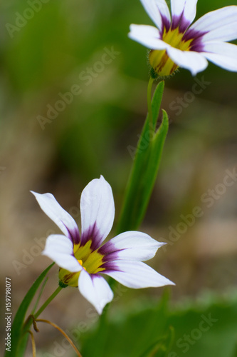Принти на полотні Tiny flowers of annual blue-eyed grass.