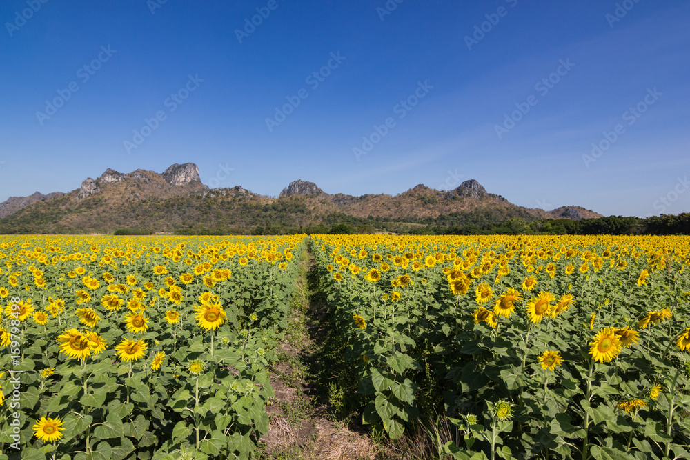 beautiful sunflower field, Bright yellow sunflower Lopburi, Thailand