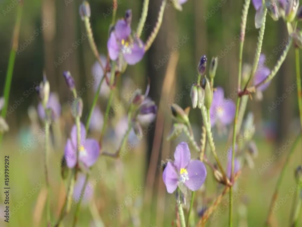 Violet flower field (Murdannia giganteum) , Phu Soi Dao National Park, Uttaradit, Thailand. Violet flower field (Murdannia giganteum) , Phu Soi Dao National Park, Uttaradit, Thailand.