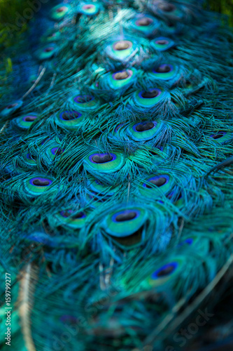 Fototapeta Naklejka Na Ścianę i Meble -  Peacock feathers in turquoise blue
