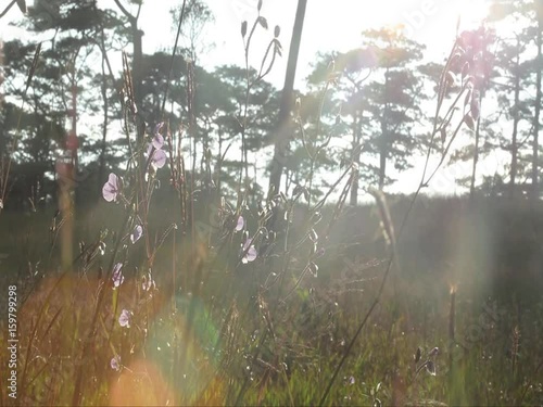 Violet flower field (Murdannia giganteum) , Phu Soi Dao National Park, Uttaradit, Thailand. photo