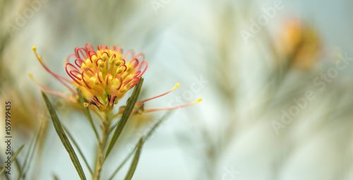 Condolence card sad occasion Australian flora background