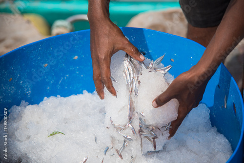 Fresh Anchovy fish on ice in male,Maldives