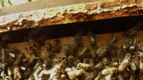 Bee Creep on Camera Cluster Bees on Honycombs Close up photo