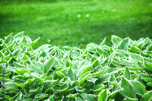 Hosta, garden ornamental plant