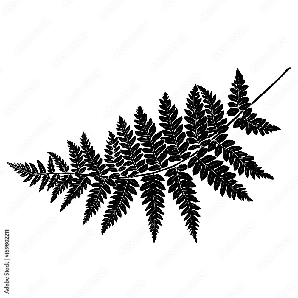 Black and white hand drawn graphical fern leaves twig. Vector. Stock