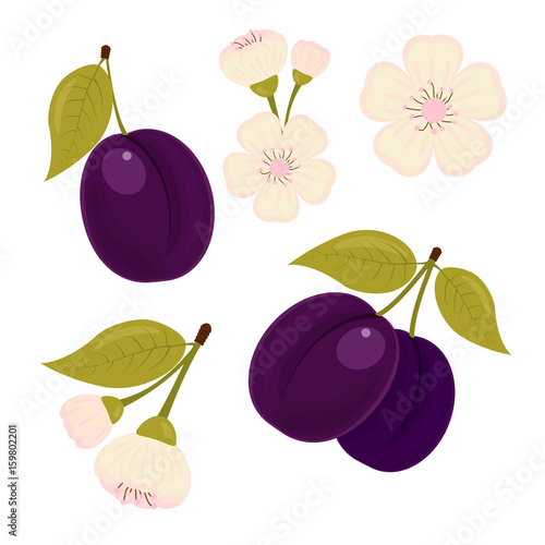Ripe drained. A set of elements. The plum flower. Isolated white background. Stock vector.