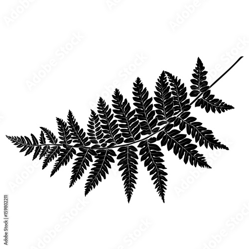 Black and white hand drawn graphical fern leaves twig. Vector.