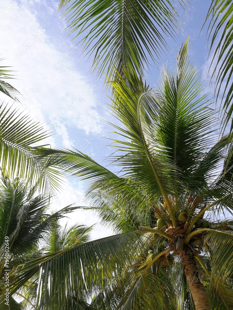 coconut tree on the beach with blue sky