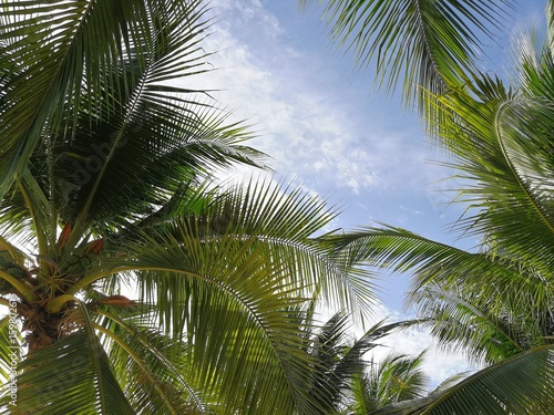 coconut tree on the beach with blue sky