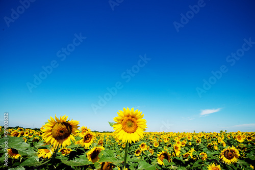 Sunflower field. Background concept  copy space.