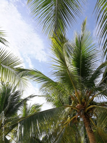 coconut tree on the beach with blue sky