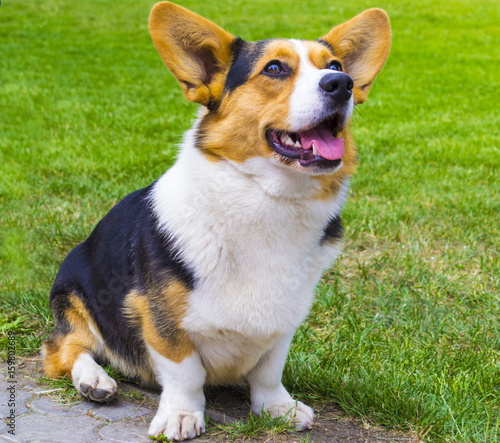 the Corgi dog sitting on the grass. Corgi dog. Pembroke Welsh Corg. Dog Welsh Corgi posing outdoors.