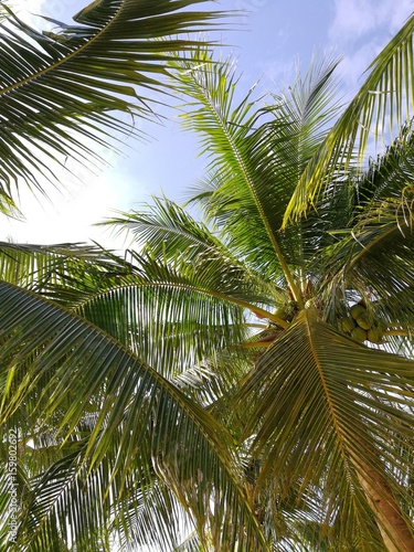 coconut tree on the beach with blue sky © Ekapot