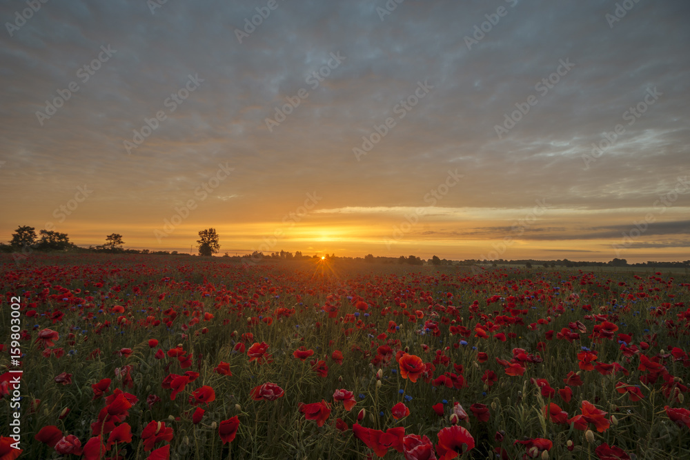 Sunset over a poppy meadow