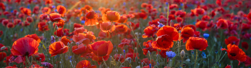 Ingelijste posters Voor haar Klaprozenveld in avondlicht met korenbloemen  © Mike Mareen
