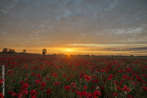 Sunset over a poppy meadow © Mike Mareen