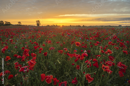 Sunset over a poppy meadow