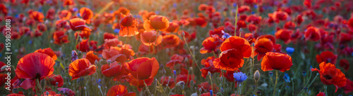 Fotografiet Poppy meadow in the light of the setting sun, poppy and cornflower