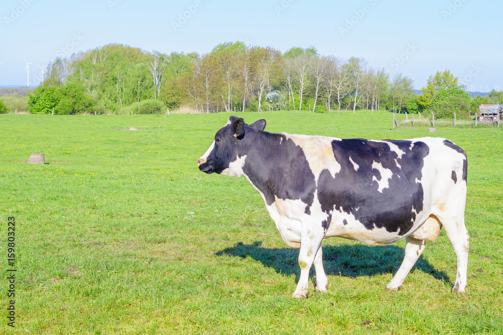 Young cow, heifer in a pasture