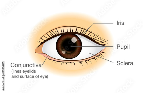 Human eye anatomy in front view. Illustration about physical.
