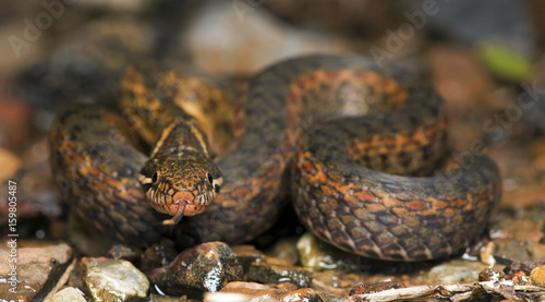 Beautiful snake on ground with the tongue, Mountain keelback (Amphiesma cf.khasiense)